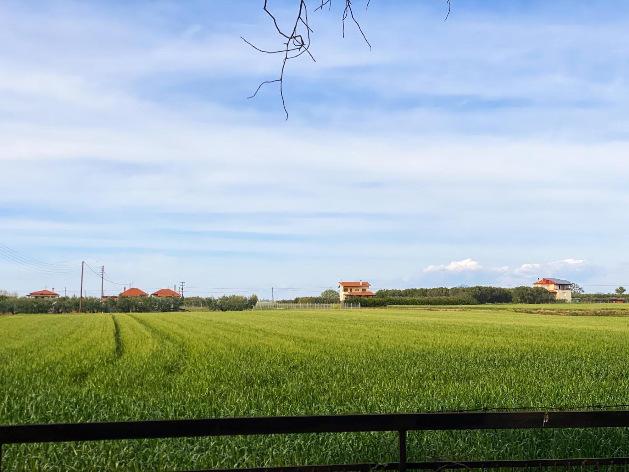 Pond And Pines, By Nice House By The Sea! Epanomí Ngoại thất bức ảnh